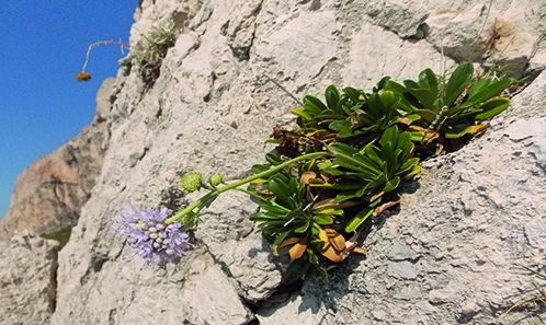 Typification de <i>Scabiosa limonifolia</i> Vahl (Dipsacaceae)