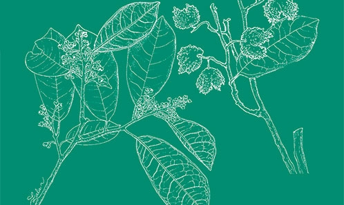 Familles endémiques de Madagascar. XV. Une espèce nouvelle de <i>Schizolaena</i> Thouars (Sarcolaenaceae) du nord-est de Madagascar en danger critique d’extinction