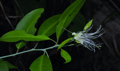 Une nouvelle espèce de <i>Capparis</i> L. (Capparaceae) de la Province de Sekong, Laos