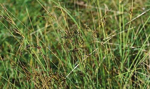 La caractérisation génétique justifie la résurrection de <i>Juncus acutissimus</i> (Buchenau) Adamson d’Afrique du Sud en sous-espèce de <i>J. inflexus</i> L.