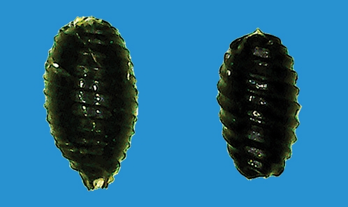 Caractéristiques des oospores parmi des espèces de charophytes morphologiquement similaires et étroitement apparentées : cohérence et variabilité