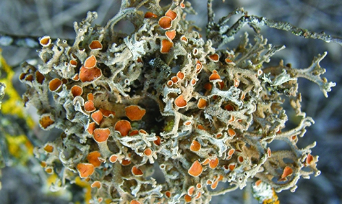 <i>Trebouxia maresiae</i> sp. nov. (Trebouxiophyceae, Chlorophyta), une espèce nouvelle de microalgue lichénisée présente dans les environnements côtiers