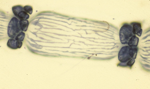 L’analyse phylogénétique de la tribu des algues rouges Ceramieae révèle de multiples homoplasies morphologiques mais définit de nouveaux genres