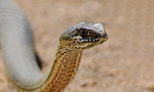 Quel serpent a mordu Philoctète? Un commentaire zoologique sur le mythe grec antique