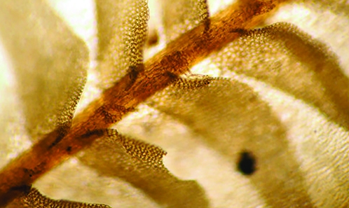 Le genre <i>Plagiochila</i> (Dumort.) Dumort. (Marchantiophyta) à Madagascar