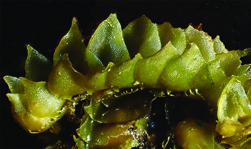 Révision taxonomique des Lophocoleaceae Vanden Berghen (Marchantiophyta) de Nouvelle-Calédonie