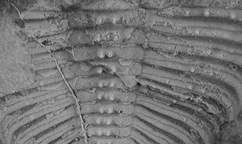 Nouveaux taxons de trilobites dalmanitidés du Dévonien inférieur d’Argentine : discussion sur les épines des taxons endémiques de hautes paléolatitudes australes