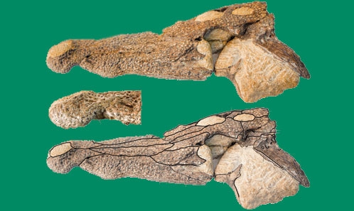 Un nouveau crocodyliforme alligatoroïde de l'Éocène supérieur de Transylvanie