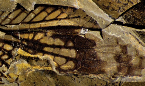 Les premiers ‘Grylloblattida’ de la famille Liomopteridae du Permien moyen du Onder Karoo, Afrique du Sud (Insecta: Polyneoptera)