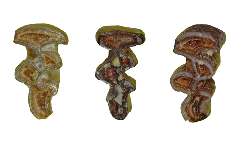 Un nouveau genre et une nouvelle espèce de rongeur arvicolidé (Mammalia) du Pléistocène inférieur de l’Espagne