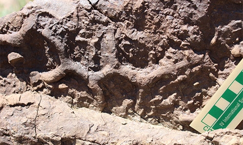 <i>Thalassinoides horizontalis</i> Myrow, 1995 des siliciclastiques marins peu profonds de l’Ordovicien moyen-supérieur d’Iran (Formation de Lashkerak)