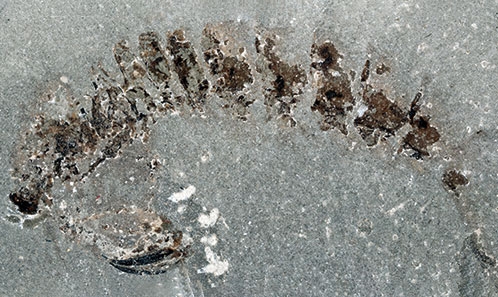 Une autre pièce du puzzle de l’évolution de la crevette-mante – fossiles du Lagerstätte d’Osteno du Jurassique précoce en Italie du Nord.