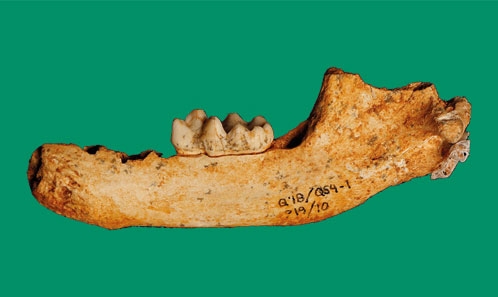 Morphométrie géométrique 2D de la première molaire inférieure du genre <i>Meles</i>, incluant de nouvelles preuves de la présence de blaireaux sur le site de Quibas du Pléistocène inférieur (Murcie, Espagne)