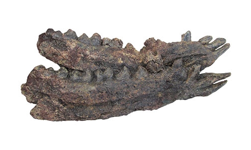 Nouveaux restes de <i>Siamochoerus banmarkensis</i> Ducrocq, Chaimanee, Suteethorn & Jaeger, 1998 (Artiodactyla: Suidae) de l’Eocène supérieur de Thaïlande