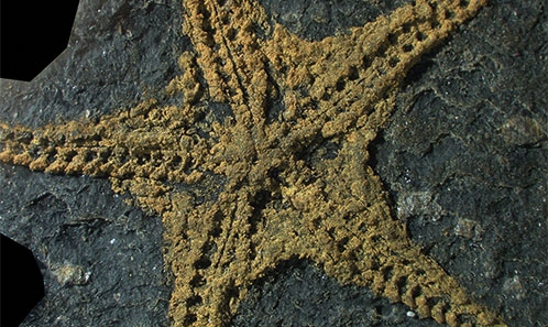 Un nouvel ophiuroïde (Echinodermata) inhabituel de l’Ordovicien supérieur (début du Katien) du Maroc