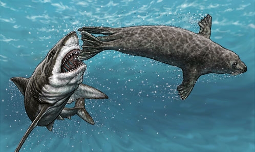 Premier rapport dans le registre fossile d’une dent de requin enchâssée dans un os de Pinnipède