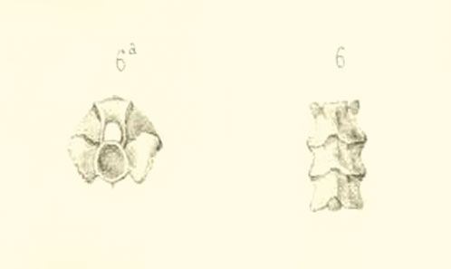 Révision de l’énigmatique serpent <i>Plesiotortrix edwardsi</i> Rochebrune, 1884 des Phosphorites du Quercy, France