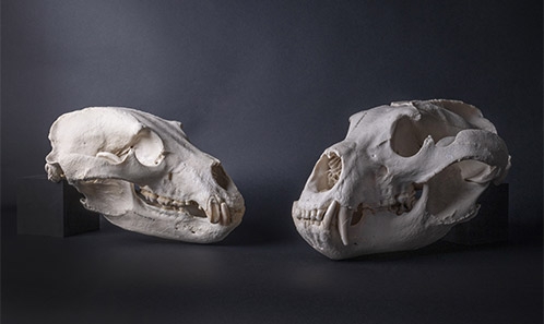 Morphologie fonctionnelle des ours bruns (<i>Ursus arctos</i> Linnaeus, 1758) du Pléistocène et Holocène : une approche de morphométrie géométrique 3D sur la biomécanique des masséters et écologie évolutive