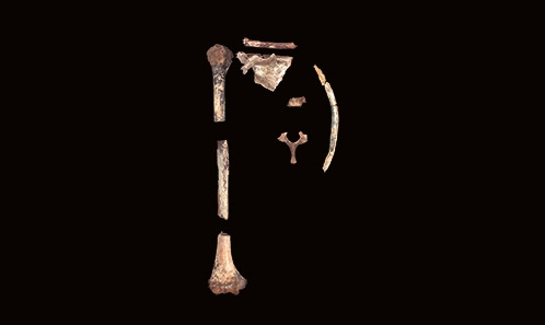 Nouveaux restes postcrâniens associés de la formation de Shungura (basse vallée de l’Omo, Éthiopie) : indices sur les comportements et l’écologie des premiers représentants du genre <i>Homo</i>