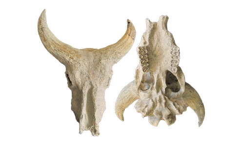 Un nouveau buffle fossile de la Formation de Shungura (Éthiopie) révèle le rôle de l’hétérochronie dans l’évolution de <i>Syncerus</i> Hodgson, 1847