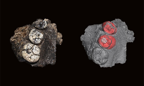 Nouvelles perspectives sur l’ontogénie de <i>Paranthropus boisei</i> à partir d’un maxillaire juvénile de la ­formation de Shungura (Éthiopie)