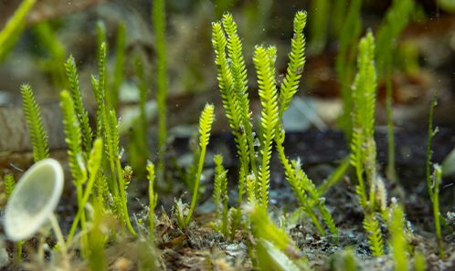 <i>Caulerpa taxifolia</i> var. <i>distichophylla</i> (Sonder) Verlaque, Huisman & Procaccini, une nouvelle espèce envahissante des côtes françaises de la Méditerranée