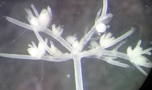 Diversité morphologique de <i>Chara oedophylla </i>Feldmann et description de <i>C. acortiphylla</i> S.D. Muller & A. Daoud-Bouattour, sp. nov., un nouveau taxon apparenté de Tunisie