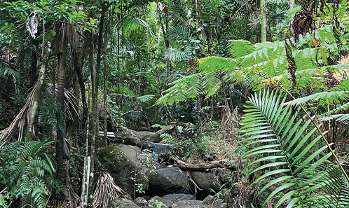 Composition de la communauté de bryophytes dans un ruisseau tropical de second ordre dans la Forêt expérimentale de Luquillo, Porto Rico