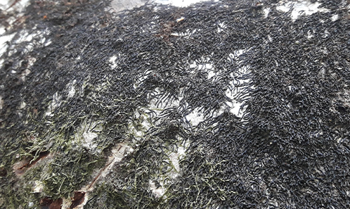 Diversité et biomasse des bryophytes sur les phorophytes de mangrove : groupes de tolérance à la lumière sur la côte amazonienne brésilienne