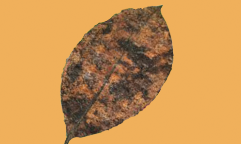 Présentation d’une nouvelle espèce de <i>Periconia</i> Tode (Periconiaceae) et de son hôte récemment identifié en Chine
