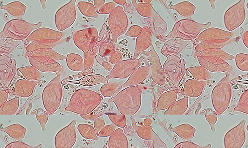 <i>Gloiocephala pilosella</i> Corriol & Jargeat, sp. nov., un nouveau basidiomycète marasmioïde foliicole des Pyrénées françaises et position du néotropical <i>Gloiocephala spathularia </i>Singer