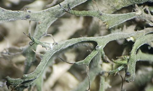Nouvelles espèces de <i>Kudratovia </i>S.Y.Kondr., Lőkös & Hur et nouvelles observations d’<i>Anaptychia</i> Körb. au Pakistan (Ascomycètes lichéniques, Physciaceae Zahlbr.)