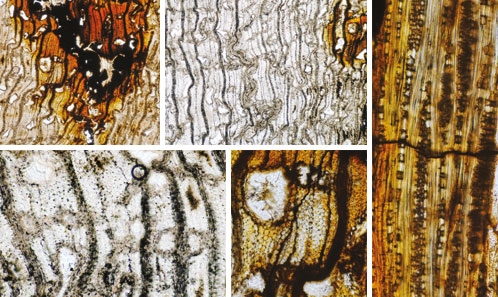 Bois fossiles du Miocène inférieur du Myanmar (formation de Natma) : implications paléoenvironnementales et biogéographiques