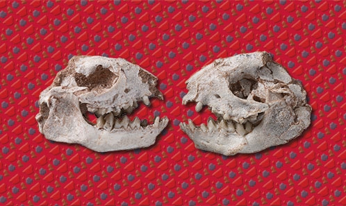 Ontogénie dentaire chez le mammifère placentaire du Paléocène inférieur <i>Alcidedorbignya inopinata</i> (Pantodonta) de Tiupampa (Bolivie)