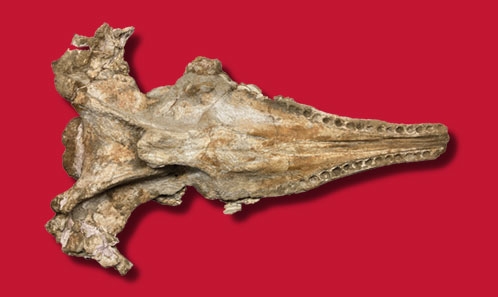 Un nouveau cachalot platyrostre du Miocène inférieur du Pacifique sud-est (est du bassin de Pisco, Pérou) consolide les affinités avec la faune de cétacés de l’Atlantique sud-ouest.