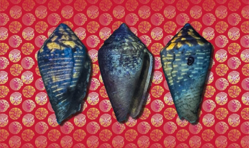 Les Conidae (Mollusca: Gastropoda) du Pléistocène de l’île de Rhodes (Grèce) et leur importance paléoécologique