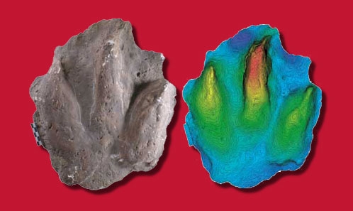 Empreintes de crocodylomorphes et de dinosaures du Jurassique inférieur du Veillon (ouest de la France) : révision ichnotaxonomique du matériel type (Collection Lapparent)
