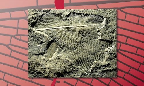 Une espèce nouvelle d’Osmylopsychopidae (Neuroptera, Insecta) de la Formation de Molteno souligne les liens entre les sites du Trias du Gondwana méridional