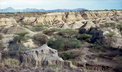Bois fossiles dans la basse vallée de l’Omo (3,6-1,7 Ma), Éthiopie. Implications paléoenvironnementales pour les sites paléoanthropologiques et paléontologiques.
