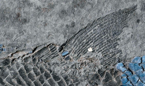 Contenu paléontologique des bassins stéphano-permiens du Massif Armoricain (France) : révision, taxonomie des actinoptérygiens, paléobiogéographie et corrélations
