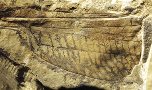 La nervation alaire de l’odonate souche triasique <i>Triassoneura andersoni</i> Riek, 1976 (Insecta) amène à reconsidérer les homologies du complexe basal