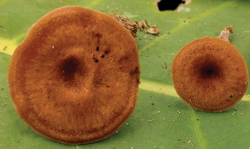 La phylogénie moléculaire et la morphologie révèlent une nouvelle espèce du genre <i>Rhodocybe sensu stricto </i>Maire (Entolomataceae ; Agaricales) du Pakistan