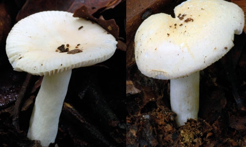 Russula (Basidiomycota, Russulales, Russulaceae) sous-section Roseinae dans l’hémisphère sud