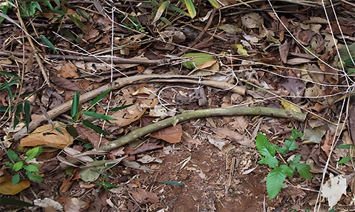 Facteurs de succession fongique chez trois espèces ligneuses différentes dans un fragment de forêt tropicale