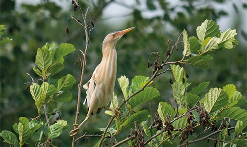 La bioacoustique passive, une approche sous-estimée pour les suivis ornithologiques ? Cas pratique du suivi de reproduction du Blongios nain <i>Ixobrychus minutus</i> (Linnaeus,1766) en roselière au bord du Rhône