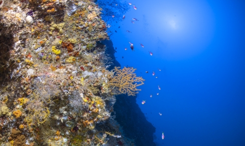 Crustacés (Decapoda, Stomatopoda)  dans la zone mésophotique corallienne  de Mayotte (Sud-Ouest Océan Indien)