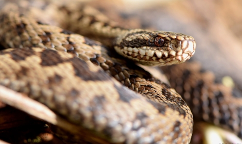 Les serpents « sentinelles » de la qualité des habitats : vers une meilleure prise en compte des vipères dans les espaces naturels gérés