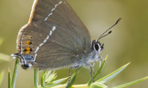 Conservation des papillons de jour en France : que faut-il retenir de la Liste rouge européenne de 2025 ?
