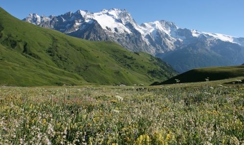 Quels mélanges de semences sauvages et locales  pour revégétaliser les milieux ouverts dégradés des Alpes ? 