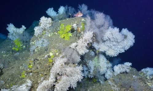 Bilan des connaissances sur les récifs du bathyal et évaluation de l’état de conservation de l’habitat d’intérêt communautaire<i> Récifs</i> dans les eaux françaises hexagonales